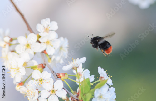 insect shaggy bumblebee flies up to Apple blossom for nectar