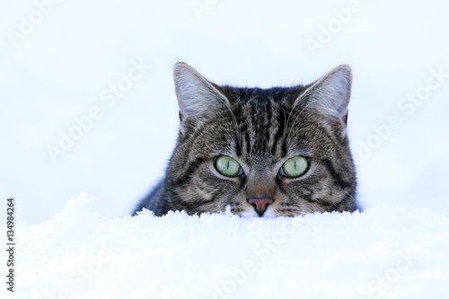 Eine Katze schaut neugierig aus dem Schnee