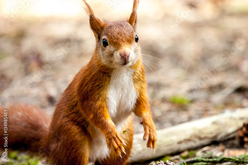 Wild red squirrel in Formby nature reserve north west UK photo