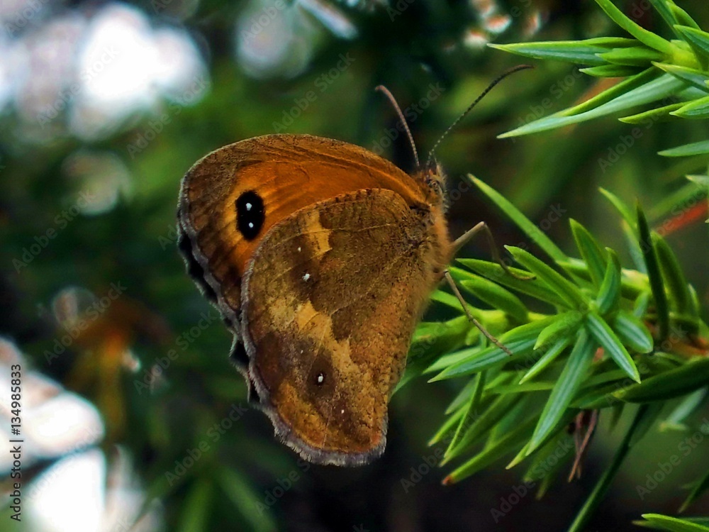 Fototapeta premium kelebek