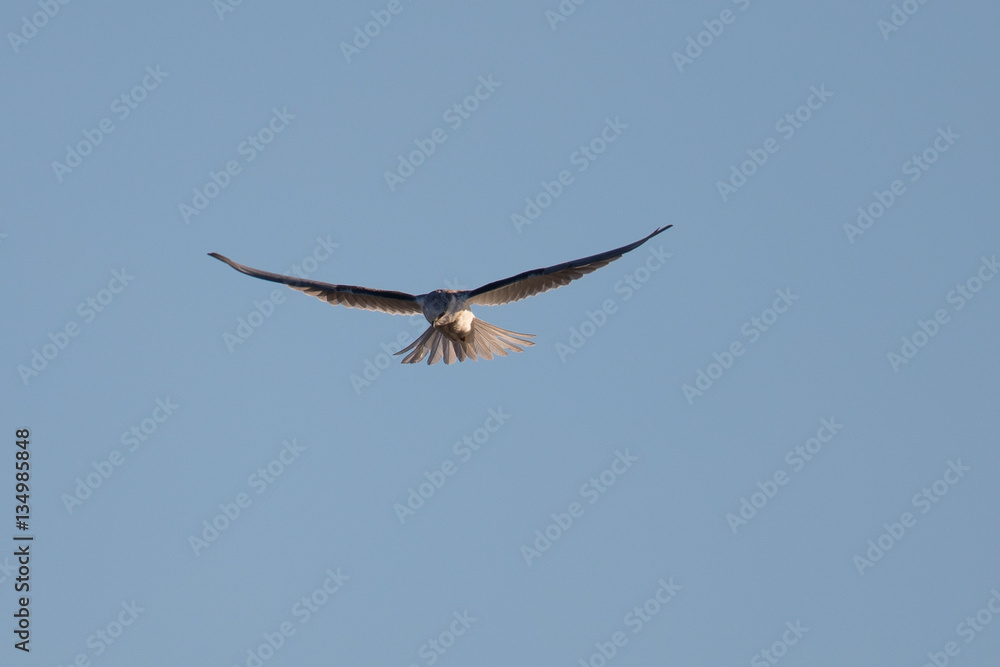 Fototapeta premium Tern about to dive into the San Francisco Bay