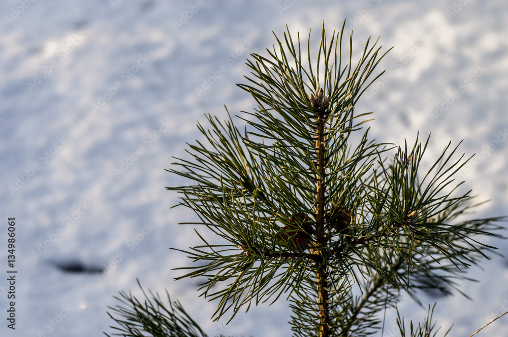 pine branch in winter Park outdoor pine branch in winter Park outdoor