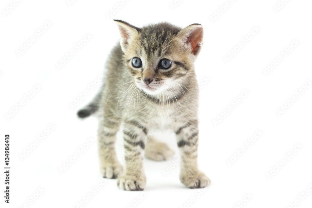 Obraz premium Ritratto di micio tigrato