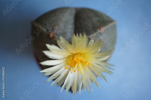 Astrophytum myriostigma 3 ribs in bloom photo