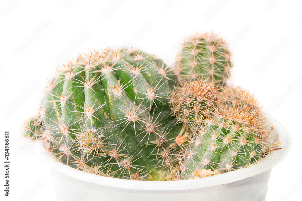 isolated cactus isolated cactus