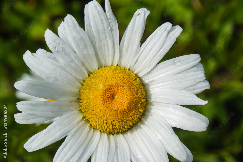 summer landscape, white flowers, chamomile, nature, weather phenomena summer landscape, white flowers, chamomile, nature, weather phenomena