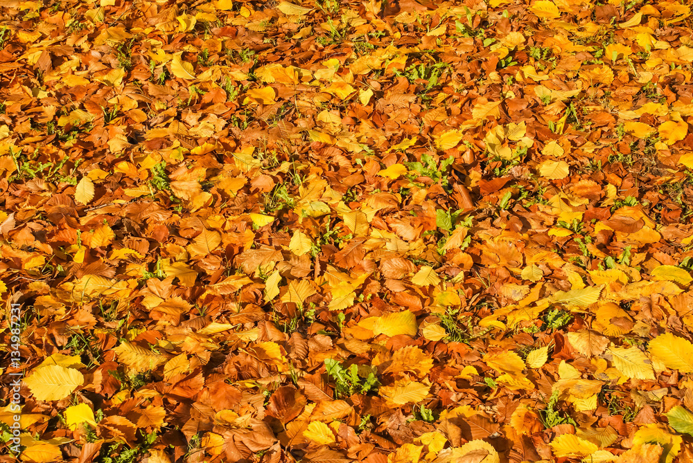 autumn landscape, the bright yellow leaves on the trees, fallen yellow leaves on green grass, trees in yellow leaves autumn landscape, the bright yellow leaves on the trees, fallen yellow leaves on green grass, trees in yellow leaves