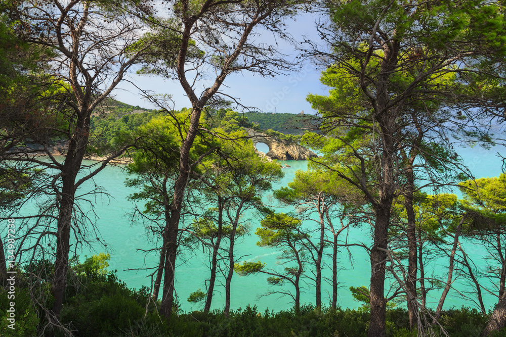 Apulia coast: San Felice Bay is located in the Gargano National Park.The little rock arch (called Architello or San Felice, spectacular symbol of Vieste) is visible between the pine forest.ITALY. Apulia coast: San Felice Bay is located in the Gargano National Park.The little rock arch (called Architello or San Felice, spectacular symbol of Vieste) is visible between the pine forest.ITALY.