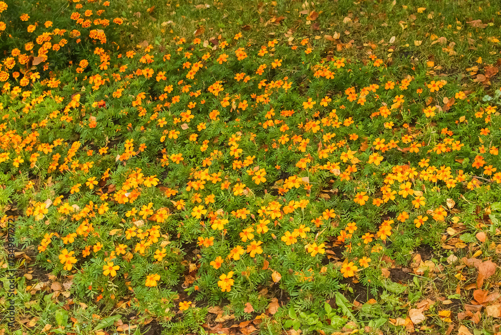 autumn landscape, bright yellow flowers, fallen yellow leaves on green grass