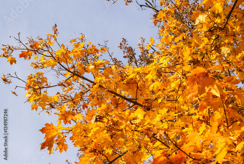 autumn landscape, the bright yellow leaves on the trees, fallen yellow leaves on green grass, trees in yellow leaves