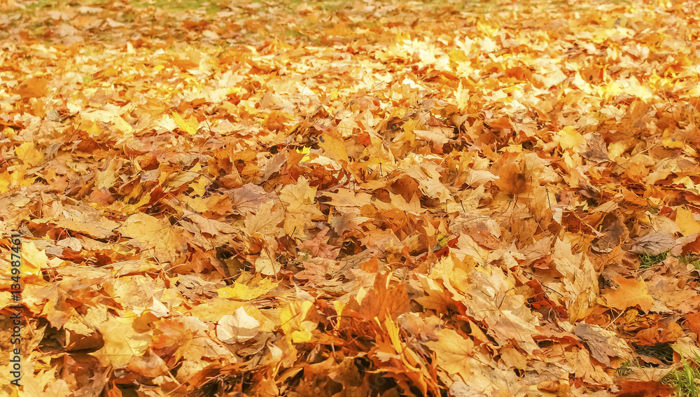 autumn landscape, the bright yellow leaves on the trees, fallen yellow leaves on green grass, trees in yellow leaves autumn landscape, the bright yellow leaves on the trees, fallen yellow leaves on green grass, trees in yellow leaves