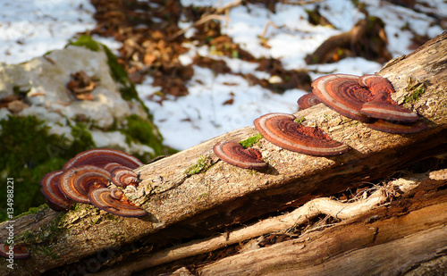 Colorful tree mushrooms on an old trunk with natural background