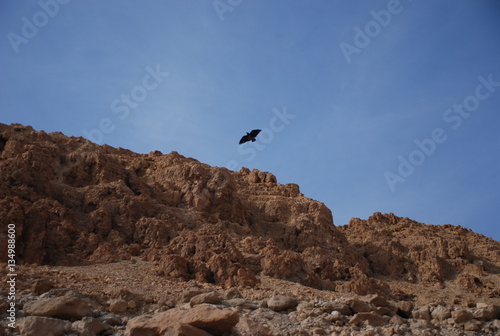 A bird of prey upon a peak in Judean desert.