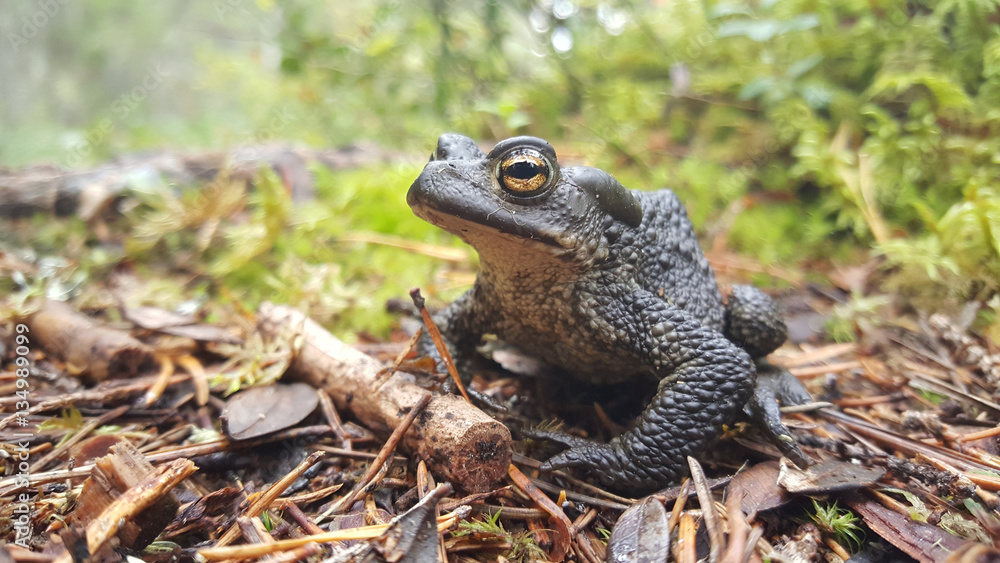 Fototapeta premium Common toad