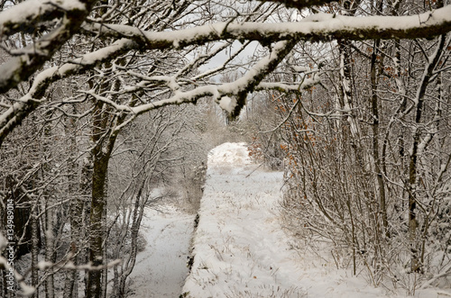 forêt