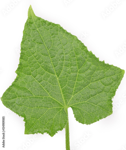 cucumber leaves