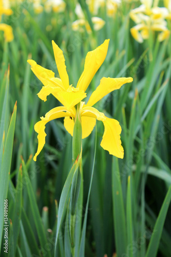 Fototapeta Naklejka Na Ścianę i Meble -  beautiful iris flowers