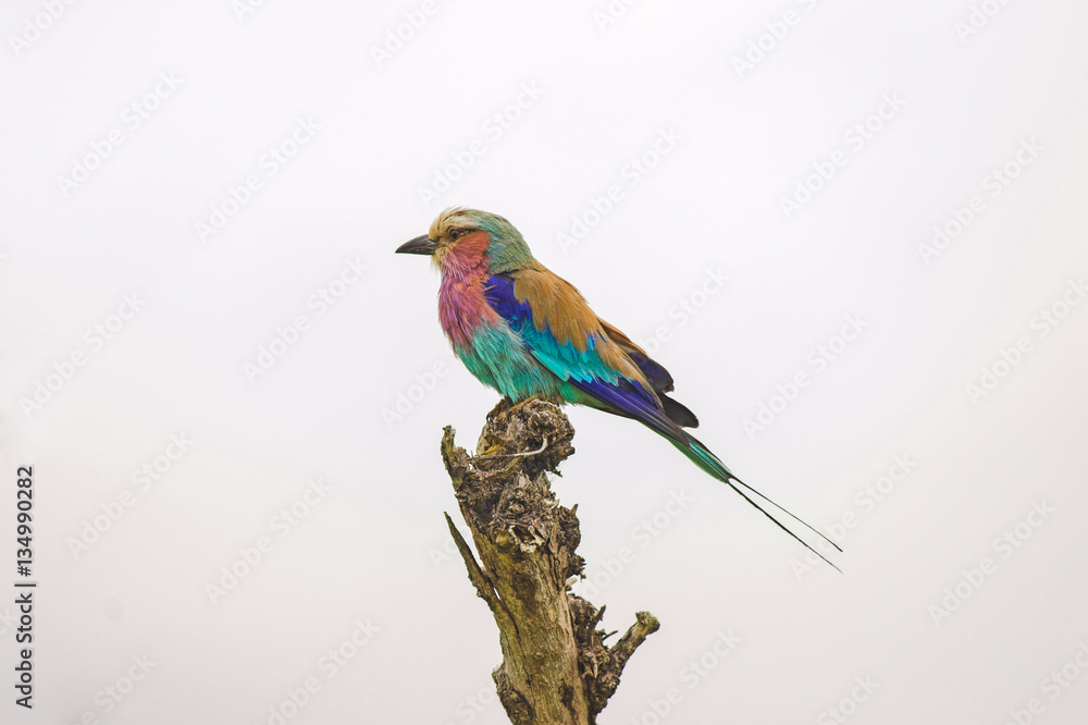 Obraz premium Lilac brested roller bird Kenya Masai Mara Africa