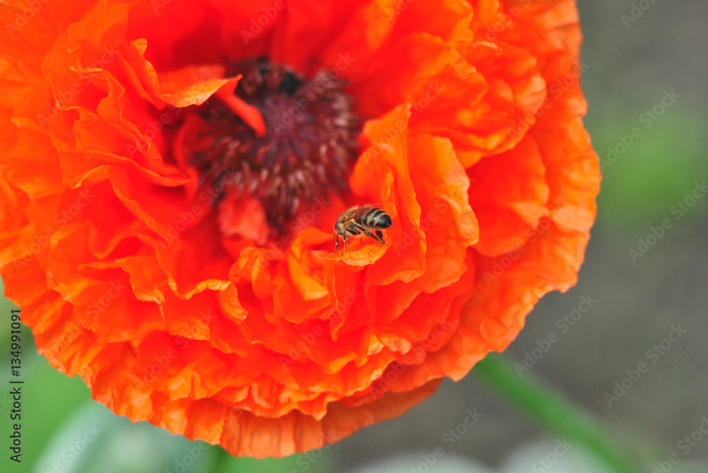 Blooming red poppy with a bee, close-up Blooming red poppy with a bee, close-up