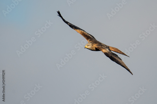 Red kite (Milvus milvus) soaring in flight with wings straight. Medium-large bird of prey in family Accipitridae, flying in Wales, UK