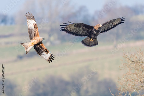 Comparison of red kite (Milvus milvus) and buzzard (Buteo buteo). Two similarly sized birds of prey seen in flight with undersides visible; digital composite of two images photo