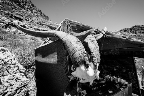 Horn of the bezoar ibex (Capra aegagrus aegagrus). Close-up. Black and white. photo