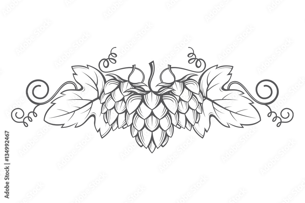 Fototapeta premium illustration of hops for brewing