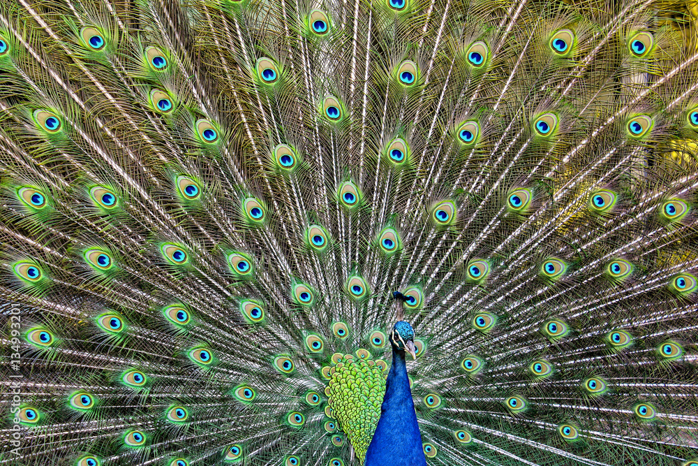 Fototapeta premium Peacock full spreading tail