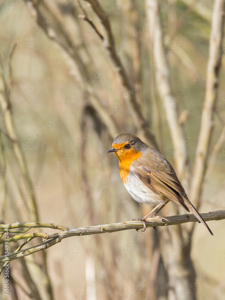 Obraz premium European Robin in their natural environment.