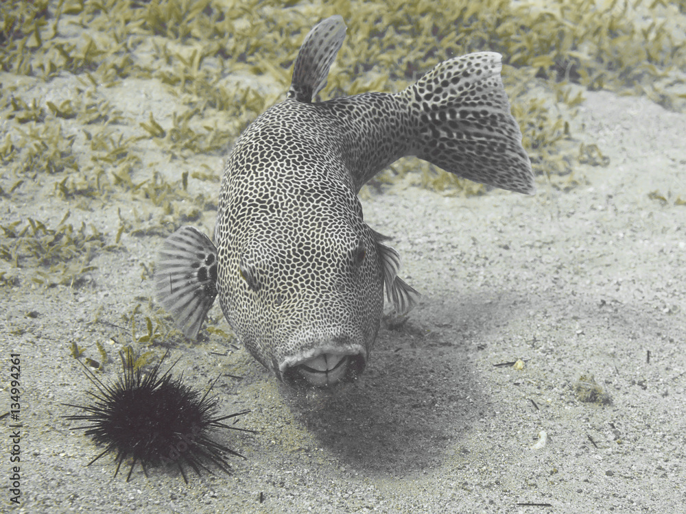 Foto de Stellate puffer fish (Arothron stellatus), also known as the