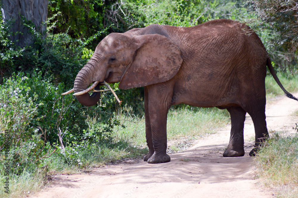 Elephant eating a branch on a trail