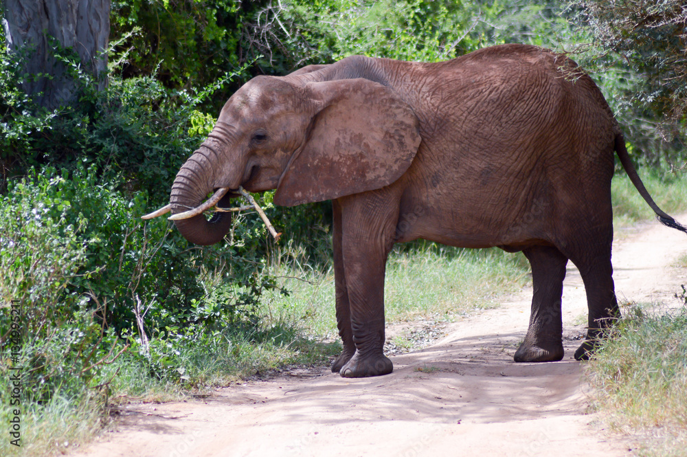 Fototapeta premium Elephant eating a branch on a trail
