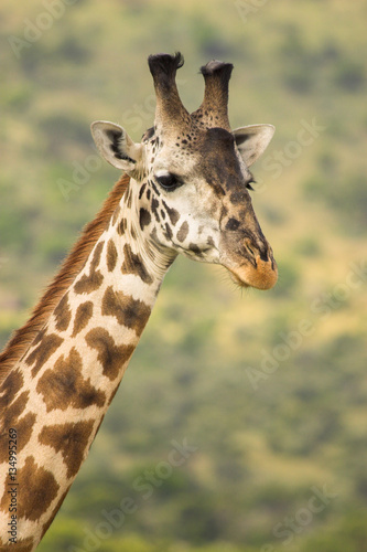 Giraffe Masai Mara Kenya Africa © Philip