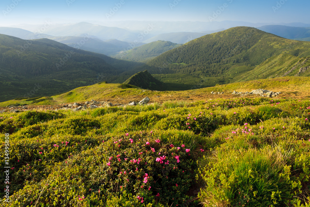 The slopes of the mountains covered with blooming rhododendrons. Carpathians.