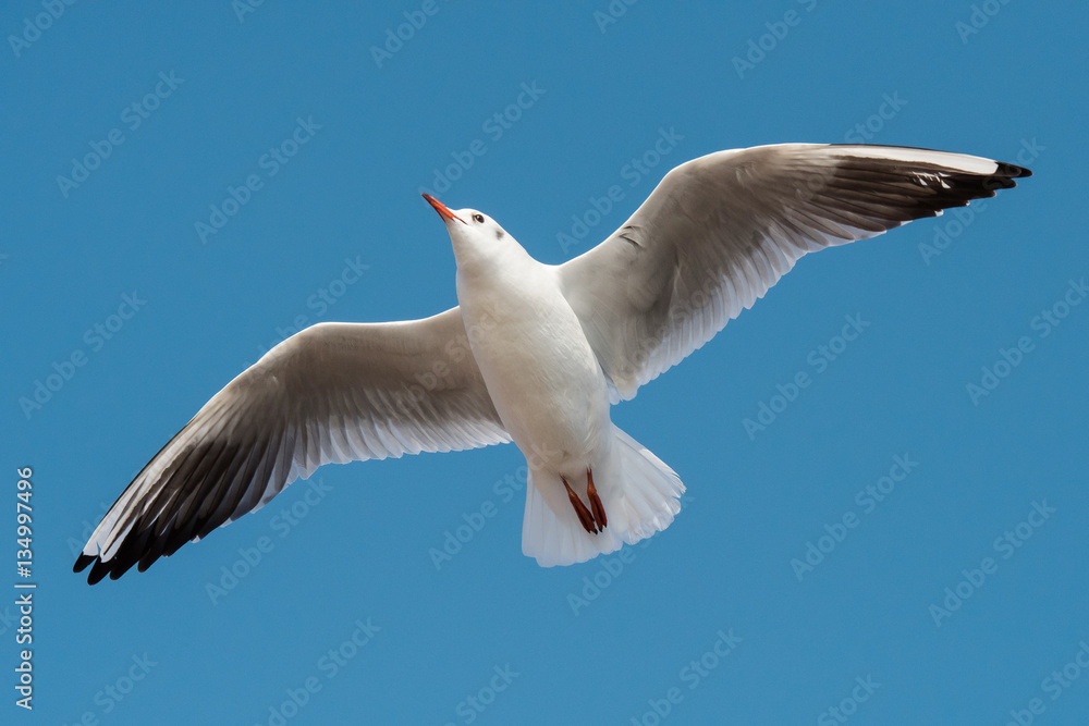 Obraz premium Black-headed Gull, Chroicocephalus ridibundus