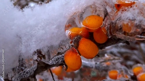 buckthorn and ice

