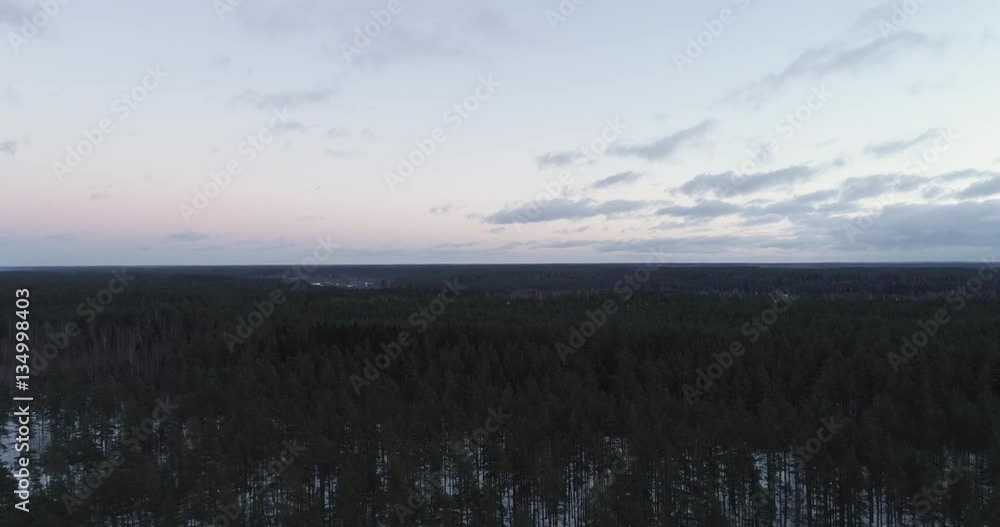Aerial forward flight with tilting down over winter pine forest in evening, 4k drone footage Aerial forward flight with tilting down over winter pine forest in evening, 4k drone footage