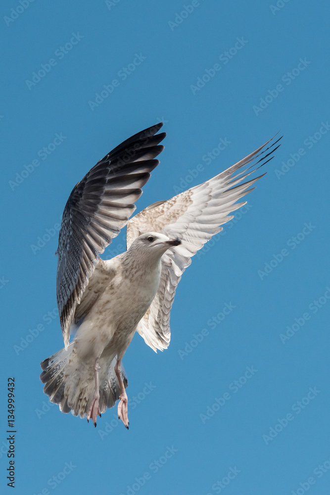 Obraz premium Herring Gull, Sea Gull, Gull, Birds