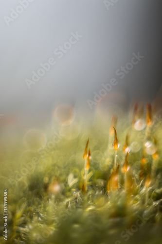 moss in the dew