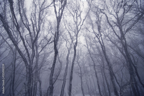 Mystic dark forest in a thick fog