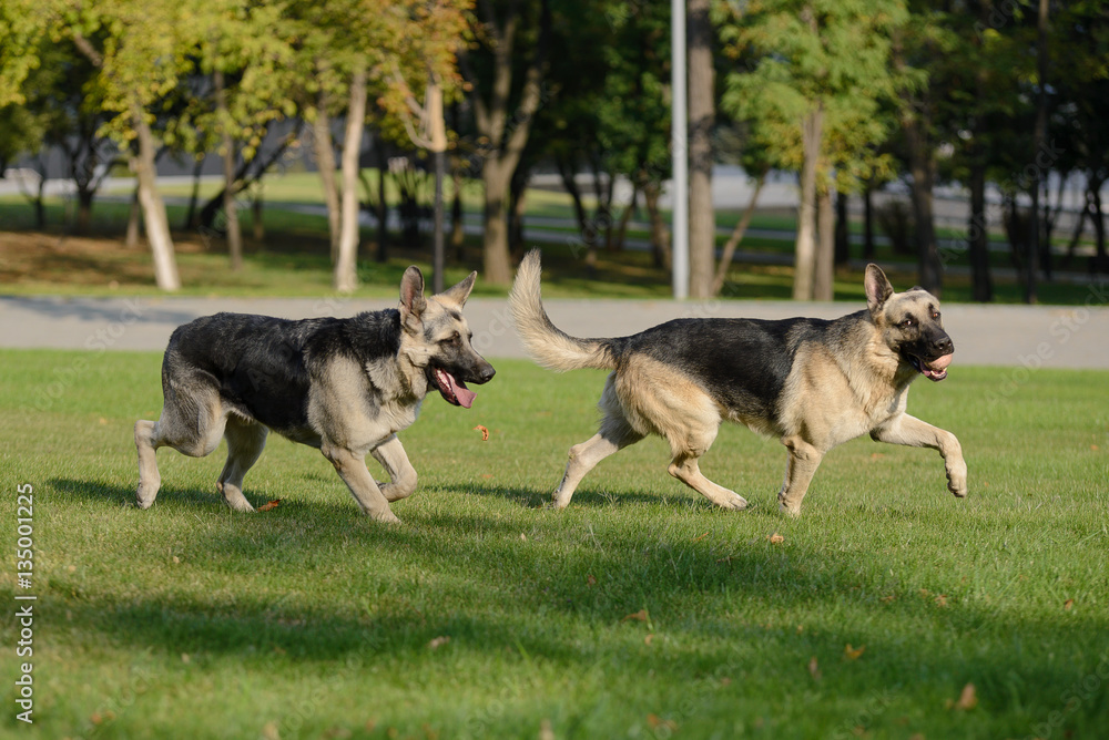 Two German Shepherd dog running in the park Two German Shepherd dog running in the park