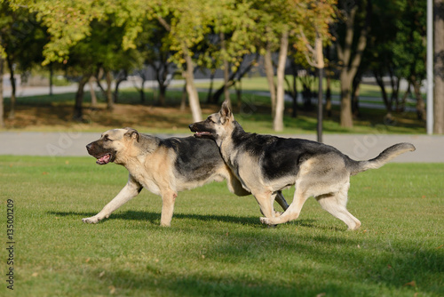 Two German Shepherd dog running in the park