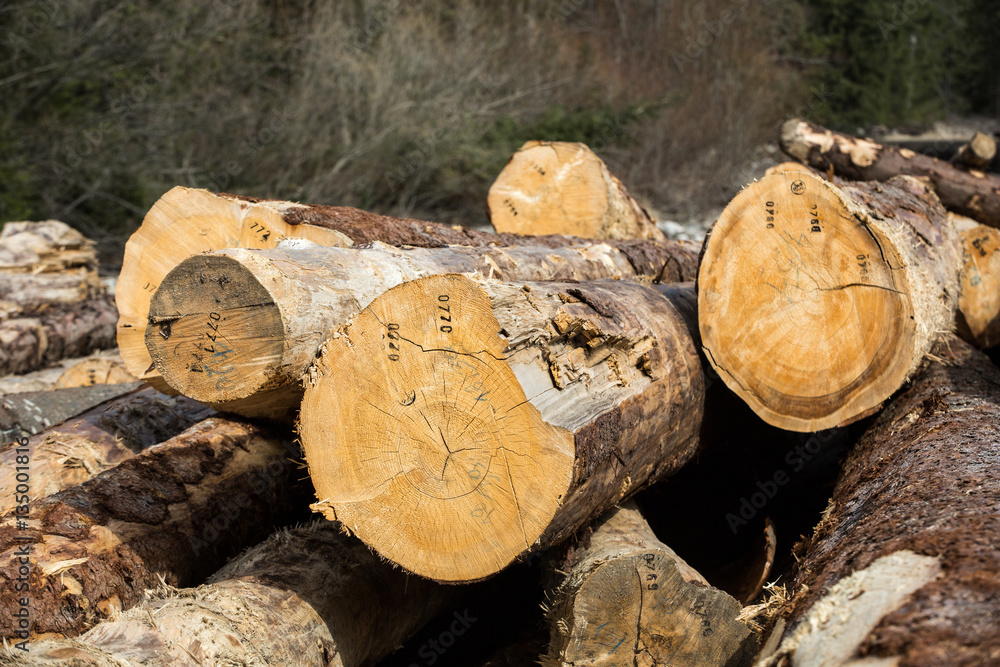 Sawn Long pine logs of different sizes lies on a ground. Sawn Long pine logs of different sizes lies on a ground.