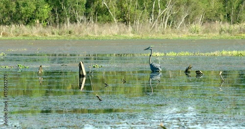 blue herring in Louisiana swamp bayou 4k