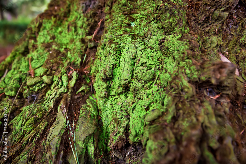 Sequoia bark. Wooden texture Sequoia bark. Wooden texture