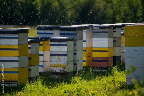 Colorful bee hives on hot summer day