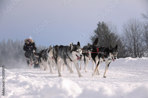 Winter sled dog race in the wonderful winter landscape in the background is blurred guide dogs. Winter Sled dog racing on the circuit.