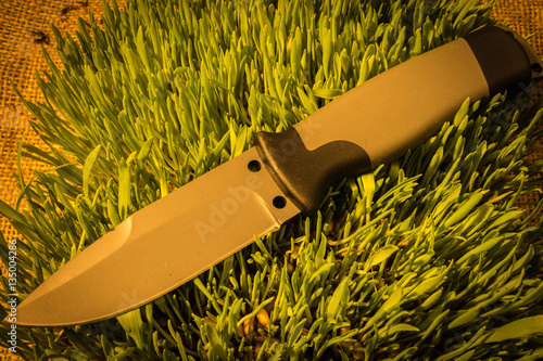 Fixed knife on grass. Warm teperature. photo