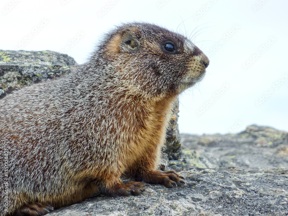 Marmot Marmot