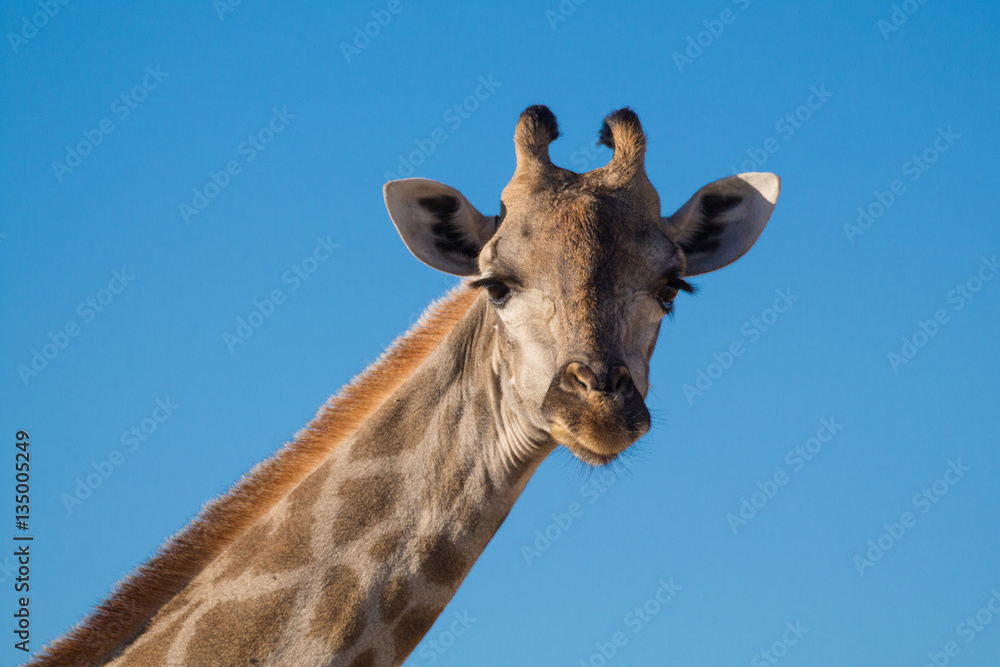 Portrait of Giraffe